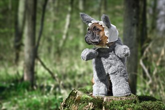 French Bulldog dog dressed up as Big Bad Wolf from fairytale Little Red Riding Hood with furry full body costumes with fake arms and nightcap on tree stump in forest