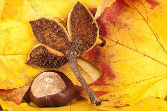 Chestnut fruit and chestnut shell on autumn leaves