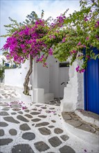Small alley with white Cycladic houses and purple bougainvillea