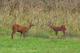 Roe Deer Old and Young in Green Meadow Standing in Front of Reeds Looking at Each Other