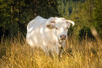 White cow with horns and bell standing in the pasture