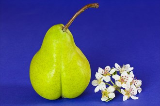 Pear on blue background
