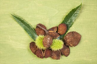 Sweet chestnuts and their shells