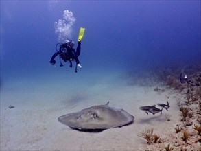 Diver looking at an American stingray