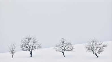Four fruit trees in the snow