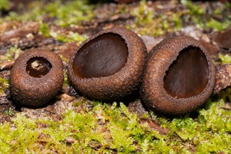 Common dirt cupling three hazel oval fruiting bodies next to each other in green moss