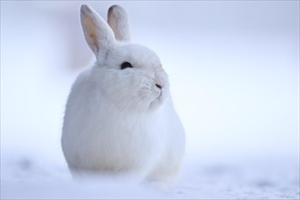 Domestic rabbit