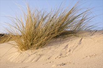 Dune with dune grass