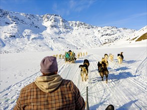 Inuit with their dog sled teams on the move