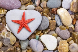 Starfish on a pebble
