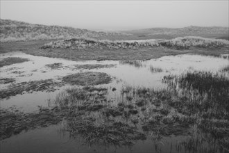 Wadden Sea National Park with fog