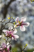 Flowering magnolia