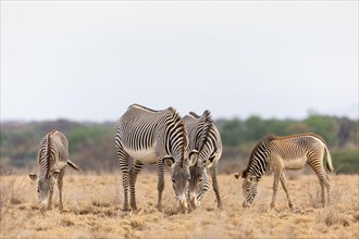Group of Grevy's zebras