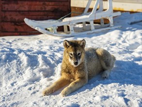 Young husky sitting in front of wooden sledge in the snow
