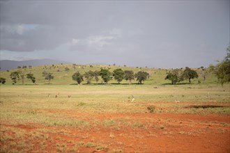 View on a safari