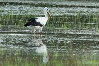 White stork with reflection in water standing looking right