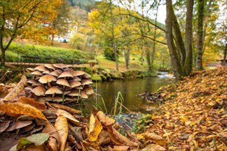 Mushrooms in autumn on river bank in spa garden