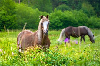 Horses on green pasture