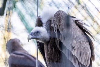 Head of griffon vulture