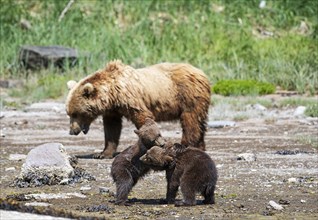 Mother bear with two cubs