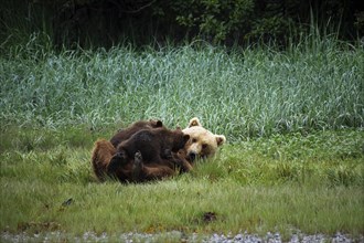 Mother bear suckling her two cubs