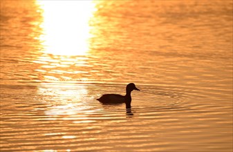 Duck on a lake at sunset at the Katinger Watt