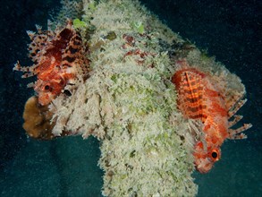Two specimens of Red Sea Dwarf Lionfish