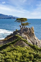 Lone Cypress Tree on 7 Mile Drive. 17 Mile Drive is a scenic road through Pebble Beach and Pacific Grove on the Monterey Peninsula in Northern California