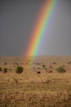 Beautiful wide landscape up to the horizomt and rainbows in the savannah of Taita Hills Wildlife Sanctuary