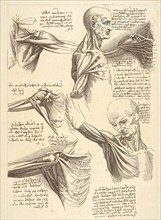 Sheet for anatomical studies of the shoulder muscles