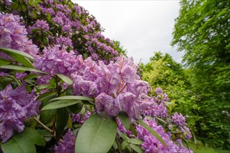 Flowering bushes in the spa gardens