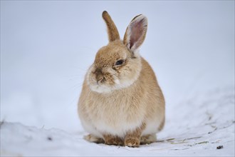 Domestic rabbit