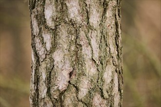 Scots pine