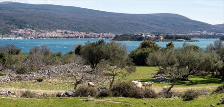 Sheep grazing in an olive grove