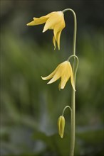 Tuolumne fawn lily