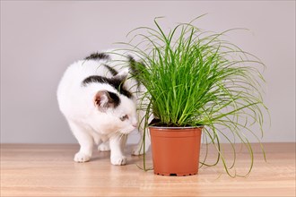 Cat next to potted grass 'Cyperus Zumula' used for cats to help them throw up hair balls