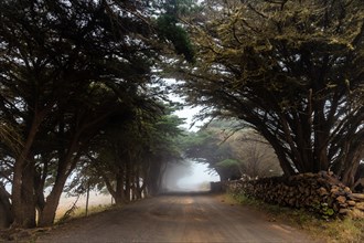 Foggy trees towards the juniper forest in El Hierro. Canary Islands