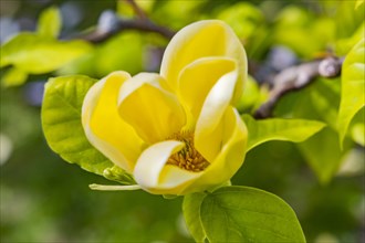 Yellow flowering magnolia