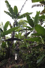 Costa Rican man with tripod in a wild banana plantation