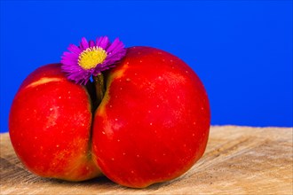 Apple and aster blossom