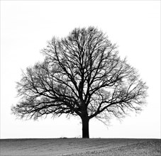 Silhouette of a free-standing oak in winter