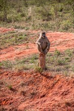 Monkeys on safari. Guenons in Tsavo National Park