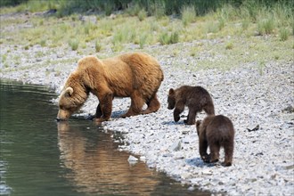 Mother bear with two cubs drinking salt water