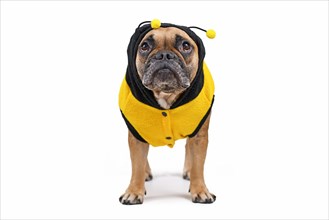 Adorable French Bulldog wearing a cute and funny striped bee dog costume with hood and antlers on white background