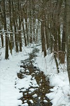 Small quietly flowing stream in a forest with fresh snow cover