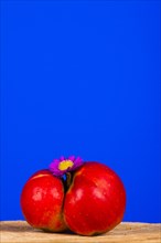 Red apple and aster blossom