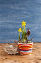 Easter decoration with daffodils in a pot and Easter nest