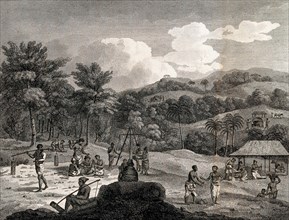Slaves harvesting cinnamon near Colombo