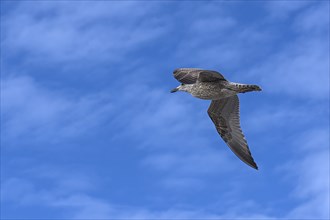 Flying yellow-legged gull