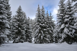 Firs covered with snow
